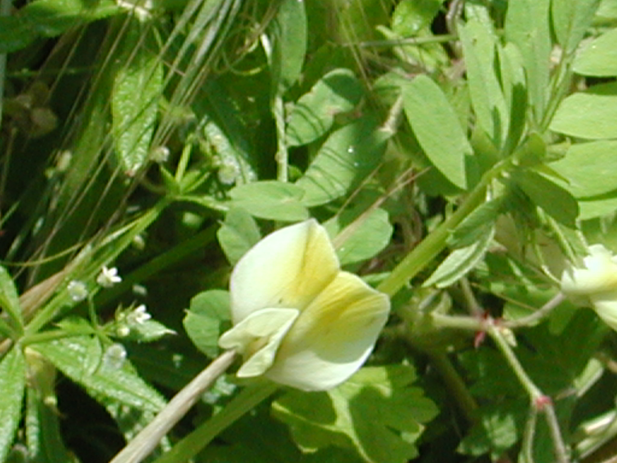 Lathyrus aphaca L.